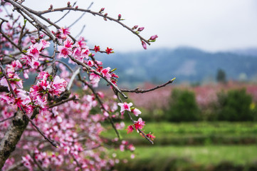 Peach flowers in spring 