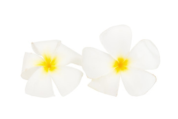 Obraz premium flower frangipani. plumeria. isolated on white background