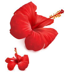 Flowers of red hibiscus on white backgroun. Vector illustration