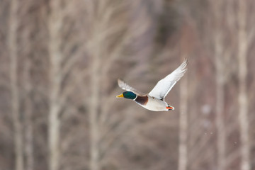 Bird Mallard (Anas platyrhynchos) in flight
