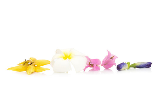 flower color yellow, white, pink, blue isolated on white background (plumeria, climbing ylang-ylang, pea butterfly, Bougainvillea)