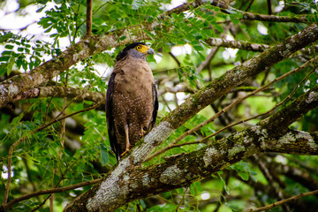 Crested Serpent Eagle in a tree