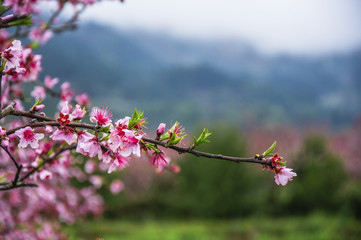 Peach flowers in spring 