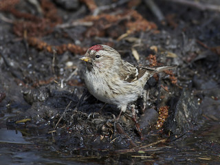 Common redpoll (Acanthis flammea)