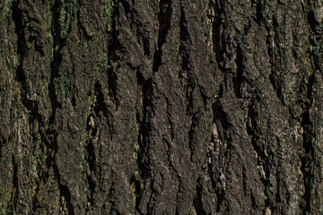 Tree surface texture for background and wallpaper