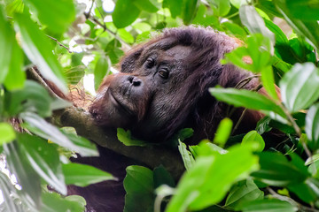 Male flange orangutan in the trees of the rainforest © jtplatt
