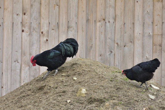 Australorp