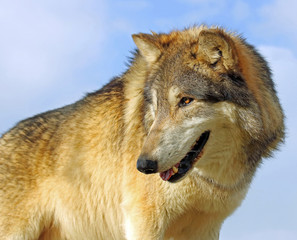 Gray Wolf 