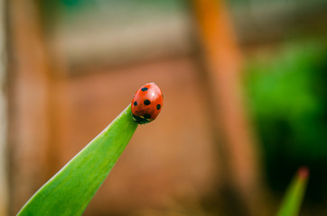 the side of wild red ladybug coccinellidae anatis ocellata coleoptera ladybird on a green grass