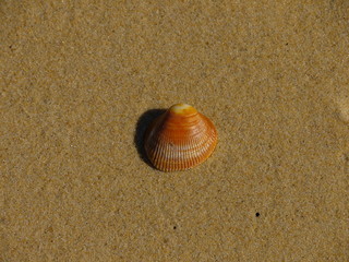 Muschel am Strand