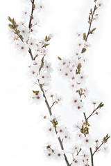 Blüten einer Blutpflaume (Prunus cerasifera Nigra)