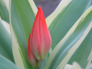 Naklejka premium Młody tulipan