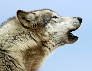 Gray Wolf 
