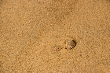 Longowal Lizard camouflaged in sand