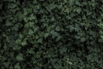 Green plant texture for background and wallpaper