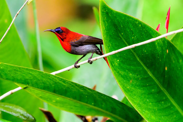 crimson sunbird on a twig