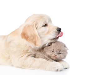 Obraz premium golden retriever puppy licking the kitten. isolated on white background