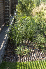 green bush in the landscape design