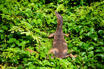 Monitor lizard sunbathing