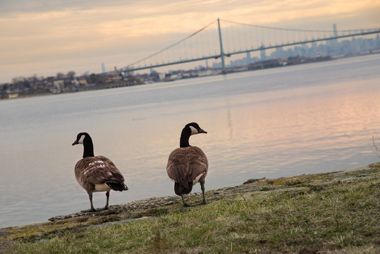 Canadian goose with Bronx-Whitestone Bridge and Manhattan in the background – New York City