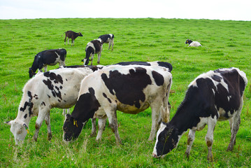 Naklejka na ściany i meble Young cows grazing on bright green grass