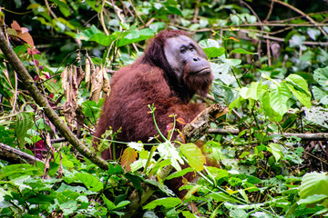 Male flange orangutan at ease in the rainforest © jtplatt