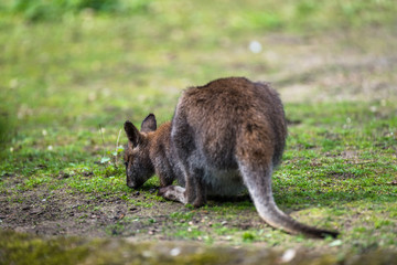 Tree kangaroo eating green leaves in a zoo