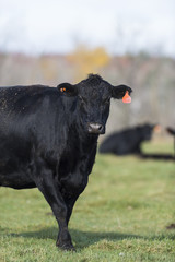 An Angus Cow on a late autumn day