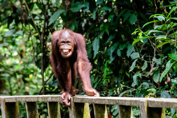 Happy grinning orangutan © jtplatt