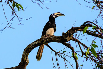 Oriental pied hornbill in a tree