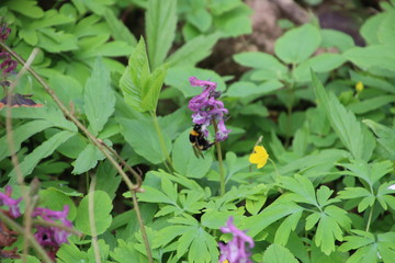 Hummel