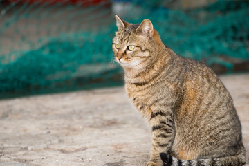 港の野良猫 / 北海道 小樽市