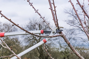 Closeup of spring pruning of fruit trees.