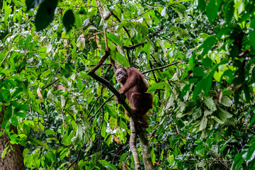 Orangutan in its natural environment