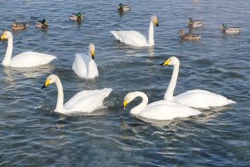Whooper swans swimming in the lake, Altai, Russia