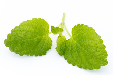 Fresh mint leaves isolated on white background. © gitusik
