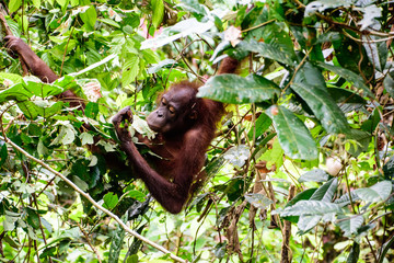 Orangutan feeding in the rainforest