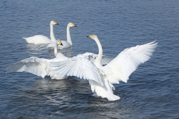 Whooper swans swimming in the lake, Altai, Russia