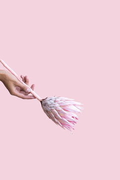 Person holding protea flower against pink background, studio shot