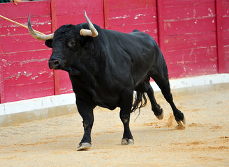 bull
