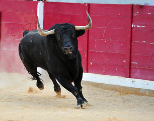 bull