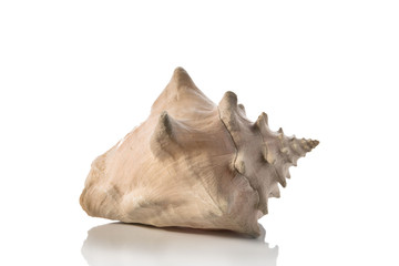 Sea shell on white background