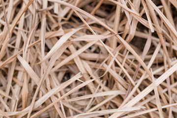Verdörrtes Stroh am Boden
