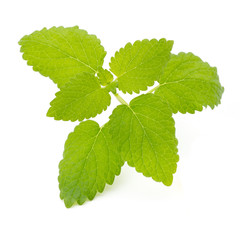 Fresh mint leaves isolated on white background. © gitusik
