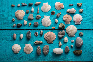 Seashells on a blue wooden background