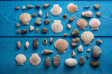 Fototapeta na wymiar Seashells on a blue wooden background