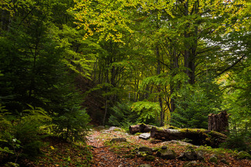 Small path in the beech forest