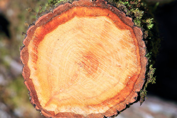 срез древесины © sanek70974