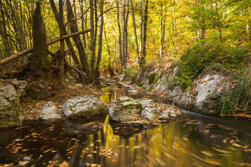 River in yellow autumn forest