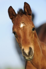 Fototapeta premium Stutfohlen auf einer Weide